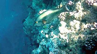 naughty milf mariaold flashes huge natural boobs and pussy!