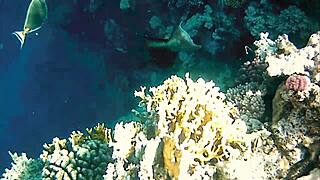 naughty milf mariaold flashes huge natural boobs and pussy!