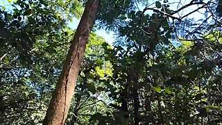 My hot stepdaughter kept teasing me in the woods